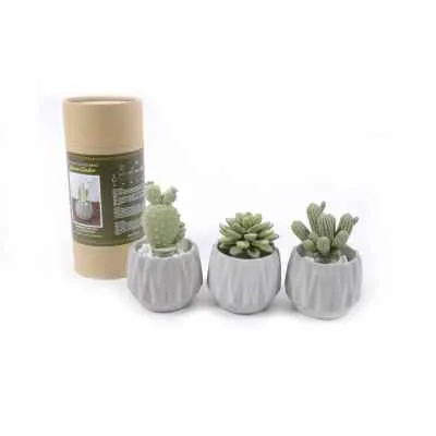 Diffusore Pura Pianta Grassa 100ml | My Beauty Self